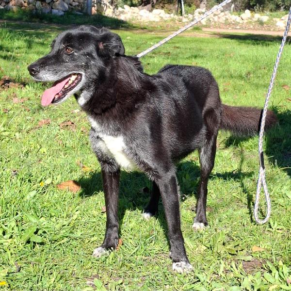 Crik&Crok Cerca Famiglia. Info Monica 3890238584 Foto 3